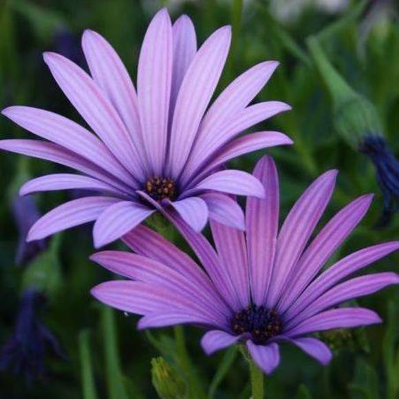 Meet your Posher, Jeannie - Picture 1 of 1